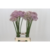 Allium Pink Jewel