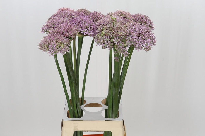 Allium Pink Jewel
