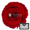 R P 02 Red XL