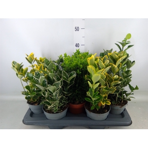 Euonymus japon.   ...mix