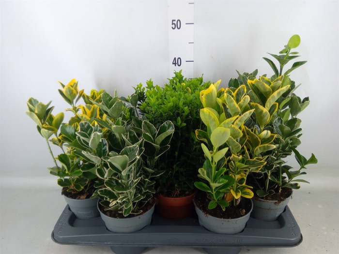 <h4>Euonymus japon.   ...mix</h4>