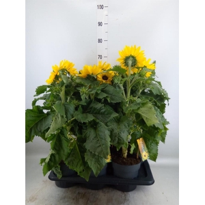 Helianthus an. 'Sunfinity Yel Cent'