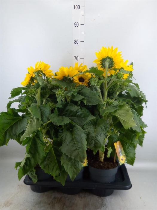 <h4>Helianthus an. 'Sunfinity Yel Cent'</h4>