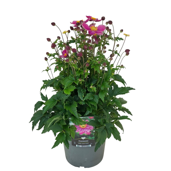 Anemone hupehensis Emmy Deep Rose