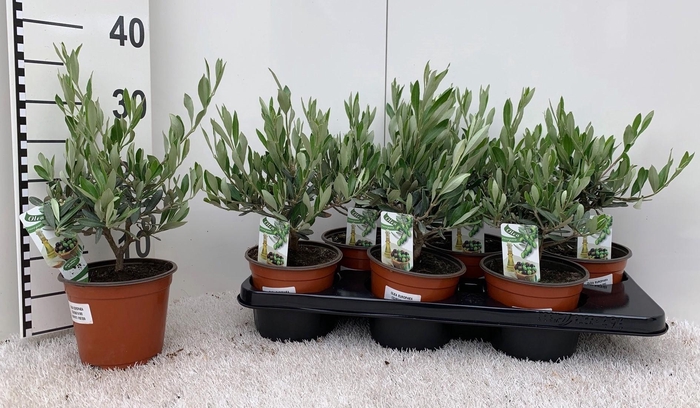 <h4>Olea europaea medi-bush</h4>