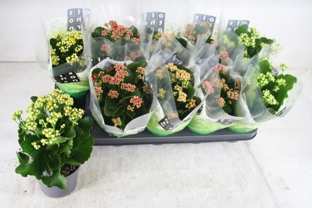 <h4>KAL GE GEM 5 KL</h4>