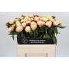 Paeonia Ann Cousins