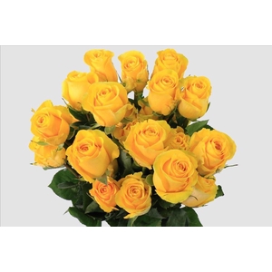 Rosa ec brighton