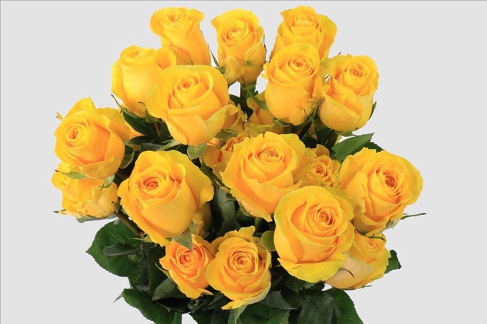<h4>Rosa ec brighton</h4>