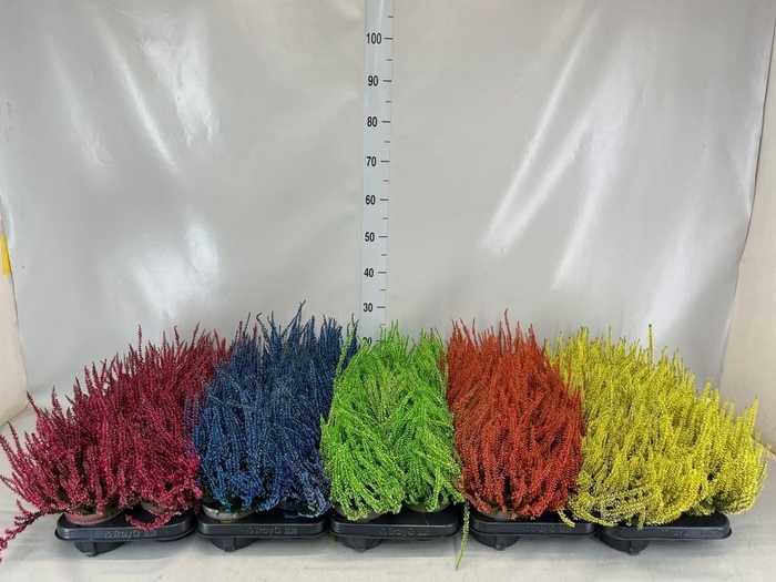 <h4>Calluna vulg.   ...</h4>