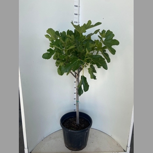 Ficus Carica