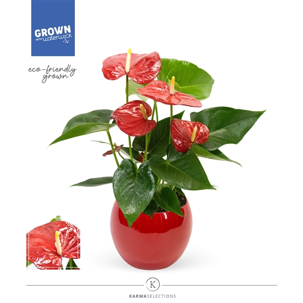 <h4>Anthurium - KARMA Red | Lisa Red</h4>