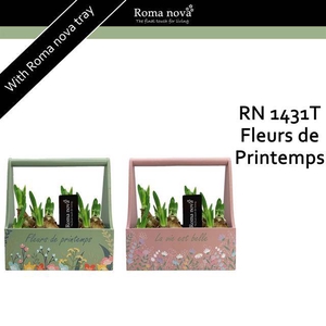 arr4 Narcis RN - Fleurs de Printemps