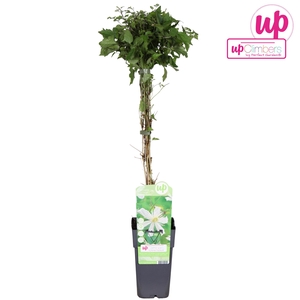 Clematis vitalba Paul Farges P15