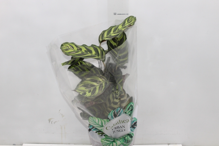 <h4>CALATHEA MAKOYAMA P17</h4>