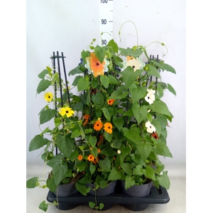 Thunbergia alata