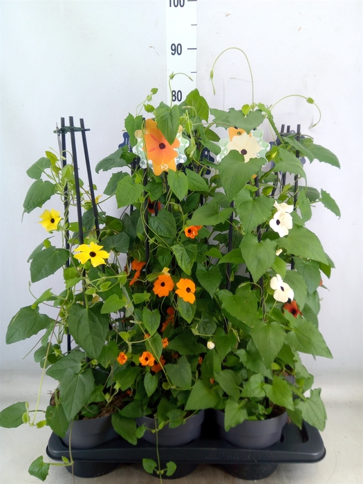 <h4>Thunbergia alata</h4>