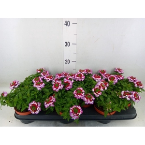 Verbena  'Lanai Twister Blue'