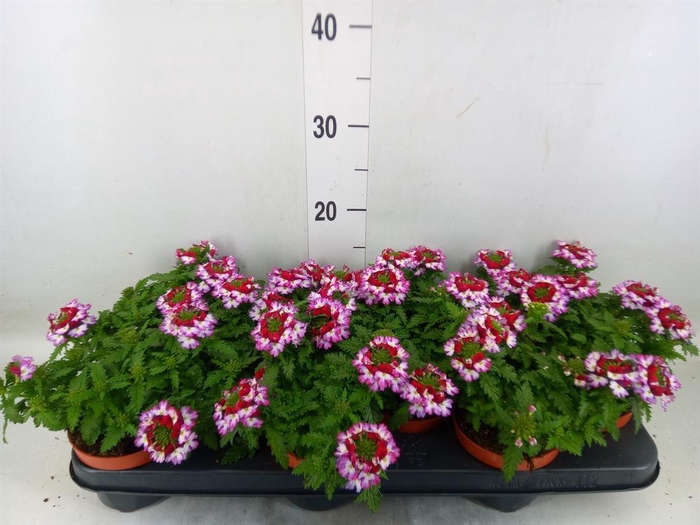 <h4>Verbena 'Lanai Twister Blue'</h4>