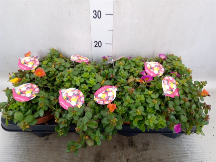 <h4>Portulaca   ...mix in pot</h4>