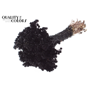 Immortelle per bunch Black