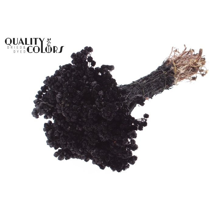 <h4>Immortelle per bunch Black</h4>