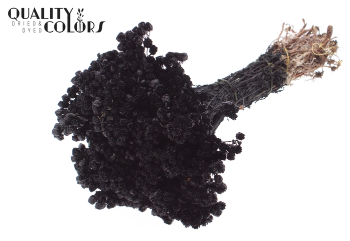 Immortelle per bunch Black