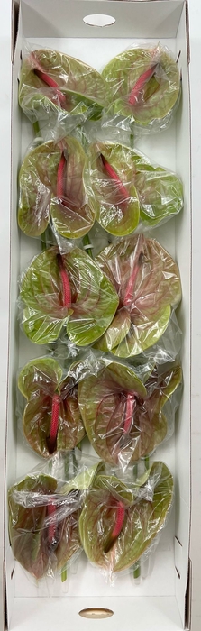 <h4>Anthurium Pistache (price x box) 10/12 st</h4>