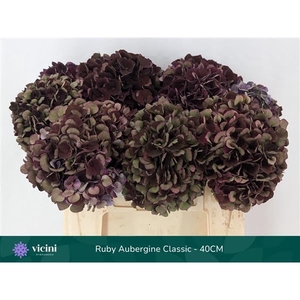 Hydr Ruby Aubergine Full Classic 40 cm Vicini