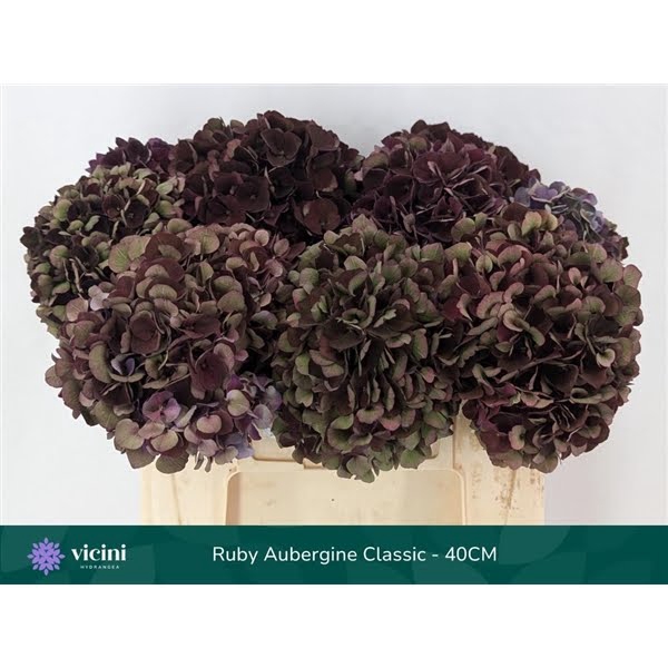 <h4>Ruby Aubergine Full Classic - 40CM</h4>