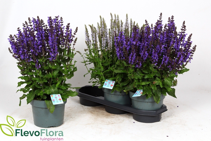 <h4>SALVIA BLUE MARVEL</h4>