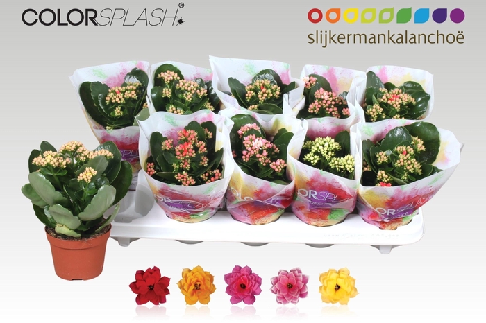 <h4>KAL GE GEM 5 KL</h4>