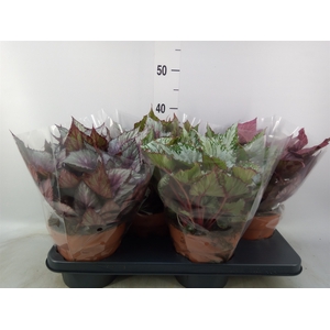 Begonia BD 'Beleaf'   ...mix