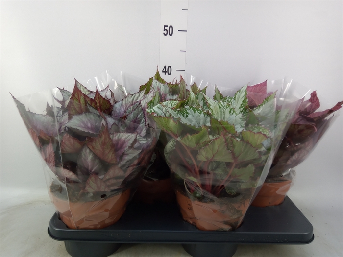 <h4>Begonia BD 'Beleaf'   ...mix</h4>