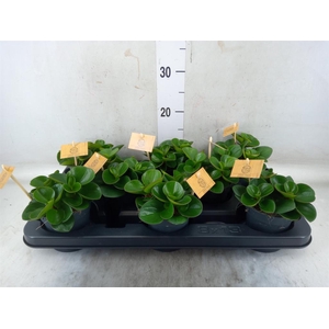 Peperomia obt. 'Obtipan'
