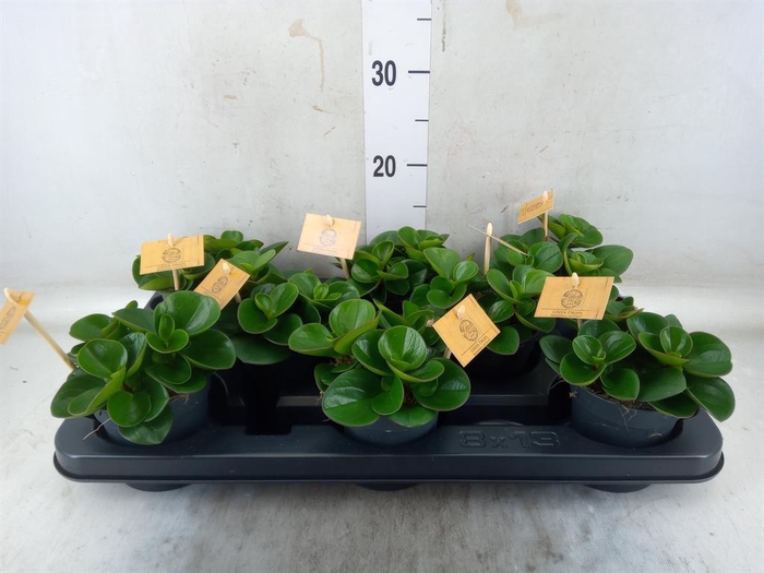 <h4>Peperomia obt. 'Obtipan'</h4>