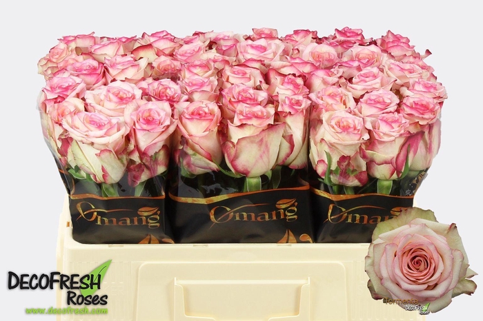 <h4>R Gr Tormenta</h4>