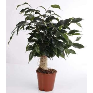 FICUS BENJAMINA