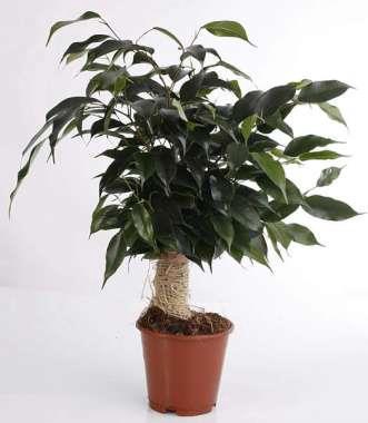 <h4>FICUS BENJAMINA</h4>