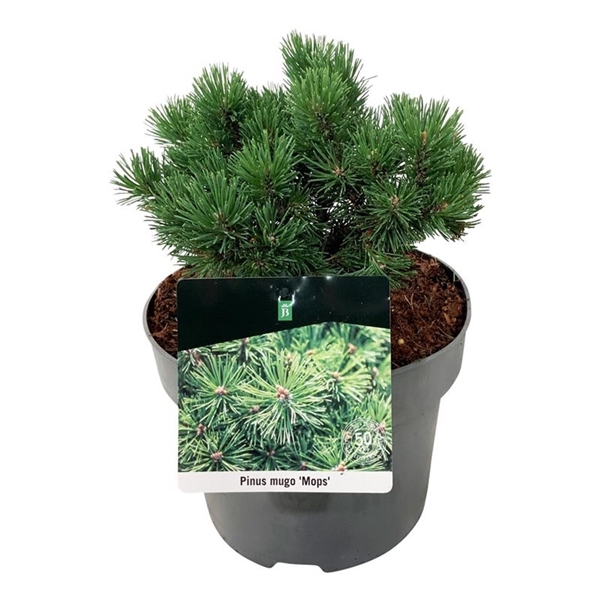 <h4>Pinus mugo 'Mops'</h4>