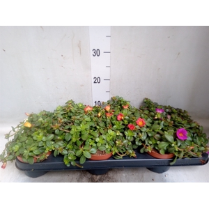 Portulaca   ...
