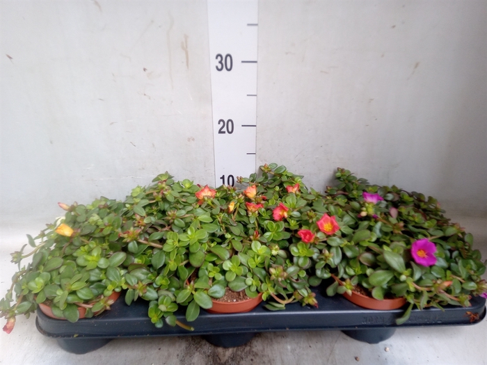 <h4>Portulaca   ...</h4>