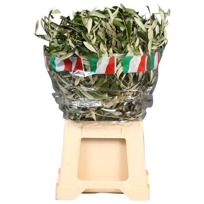 <h4>Olijfblad Per Tak</h4>