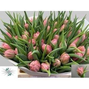 TULIPA DU 'SALMON PRICE'