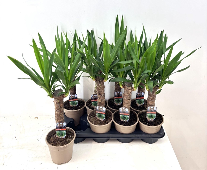 <h4>Yucca</h4>
