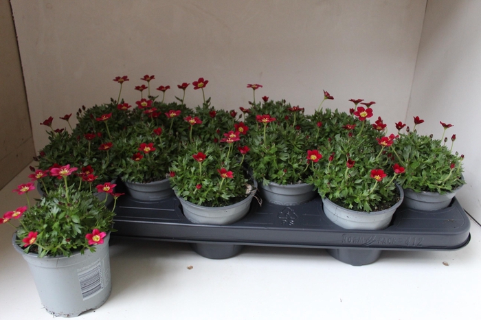 arr8 Saxif Ar Tour Dp Red