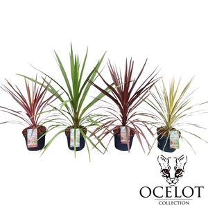 Cordyline aus. 'Colour Mix'