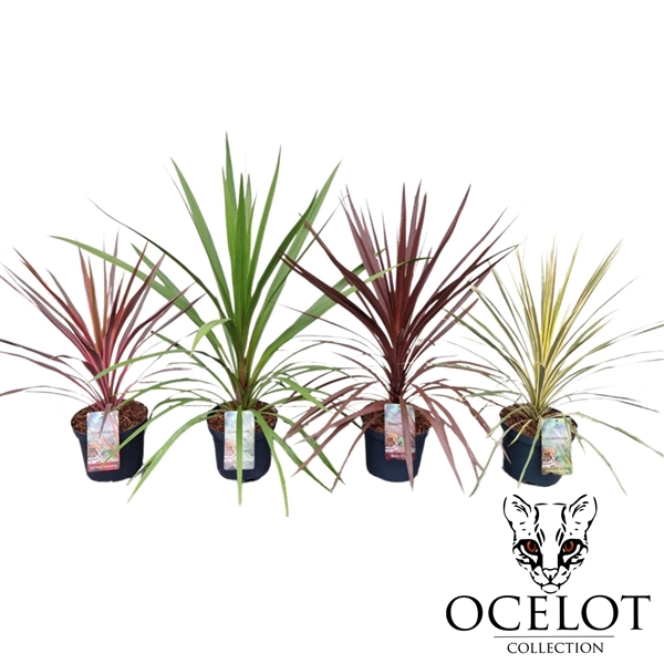 <h4>Cordyline aus. 'Colour Mix'</h4>