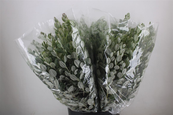<h4>Pittosp Ralphi Leaves 200gr P Bunch</h4>
