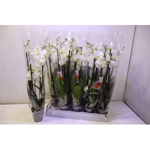 arr8 Phal An Nottingham